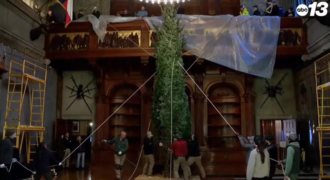 The annual Christmas tree raising of Biltmore Estate's Banquet Hall Christmas tree.