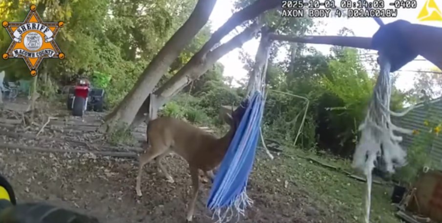 Two members of the Macomb County Sheriff's Office work to free a deer tangled in a hammock in Harrison Township