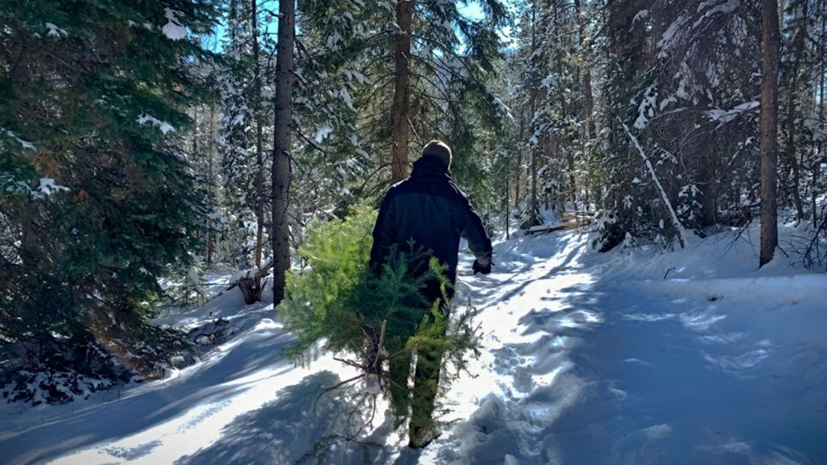 $10 Christmas Tree permits available now from BLM in southeast Idaho