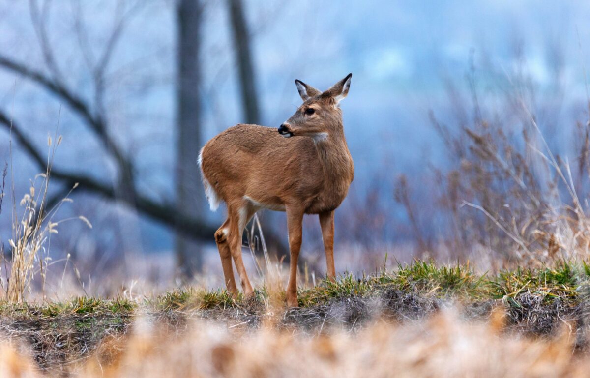 Missouri sees below-average deer harvest for opening weekend of hunting season