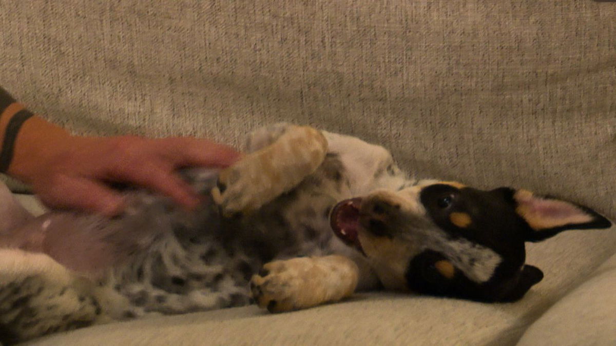 El Paso County Canine Rescue asking for help to fund puppy’s life-saving heart surgery