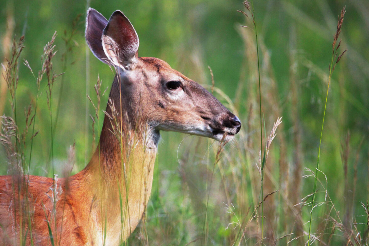 All hands on deck as MDC prepares for start of firearms deer season