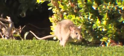 A rat-infested home has plagued an Irvine neighborhood with rodents running around the streets for the last few weeks.