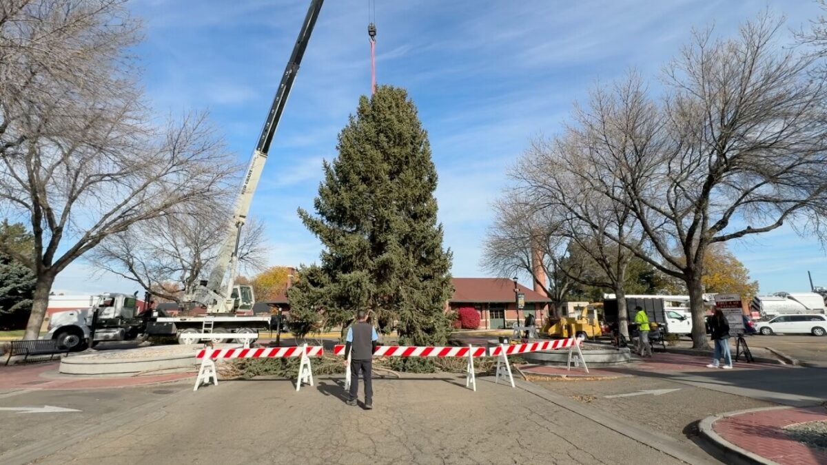 The tree was carefully removed and moved downtown