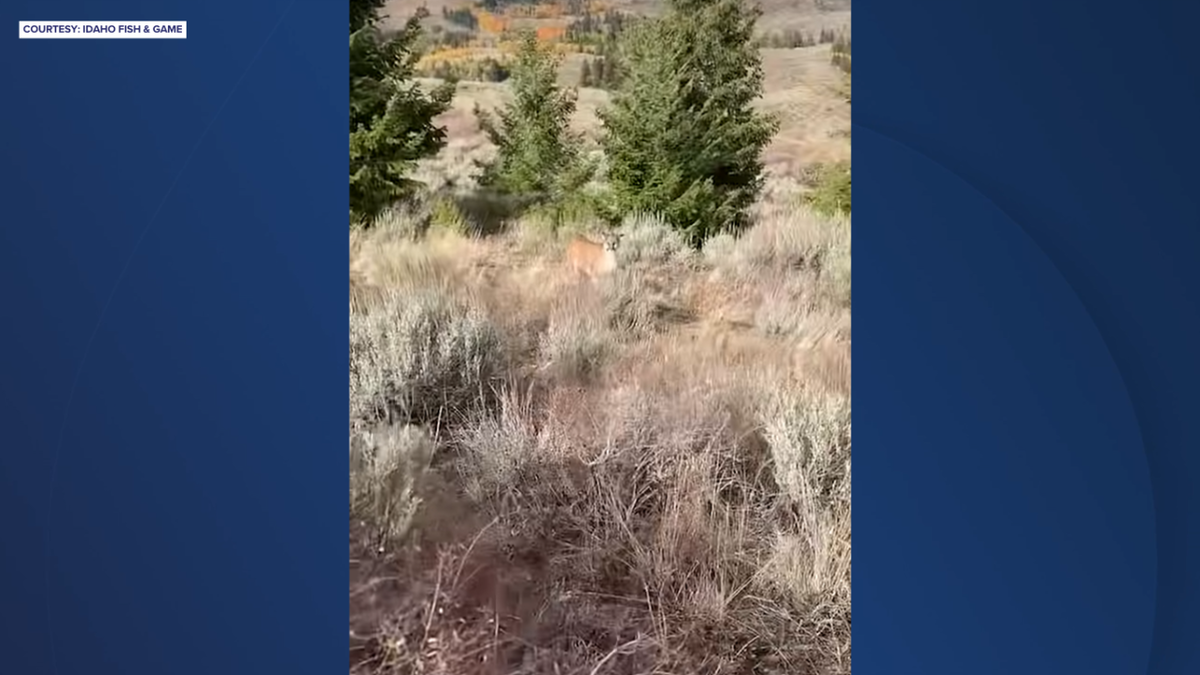 Fish & Game official records tense face off with mountain lion