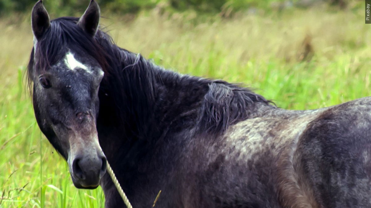 Contagious horse virus prompts ISDA to recommend stopping all equine movement