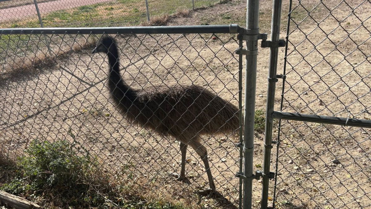 If you lost your emu in Fremont County look no further