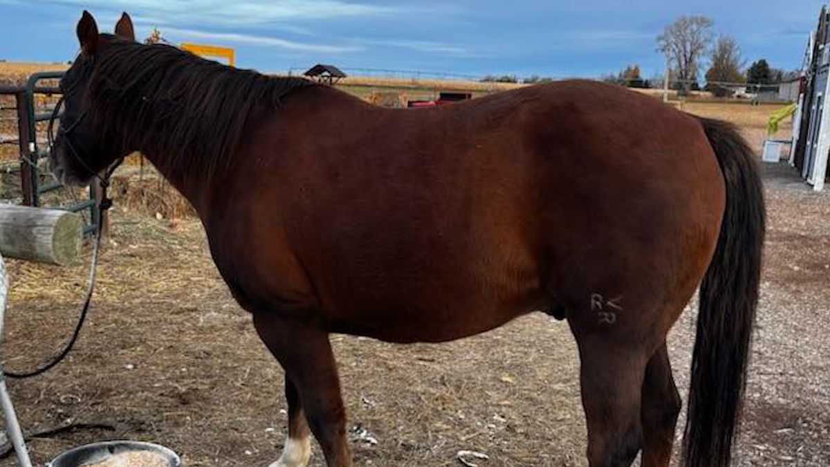 Horse found roaming Bonneville County; Sheriff’s Office searches for owner
