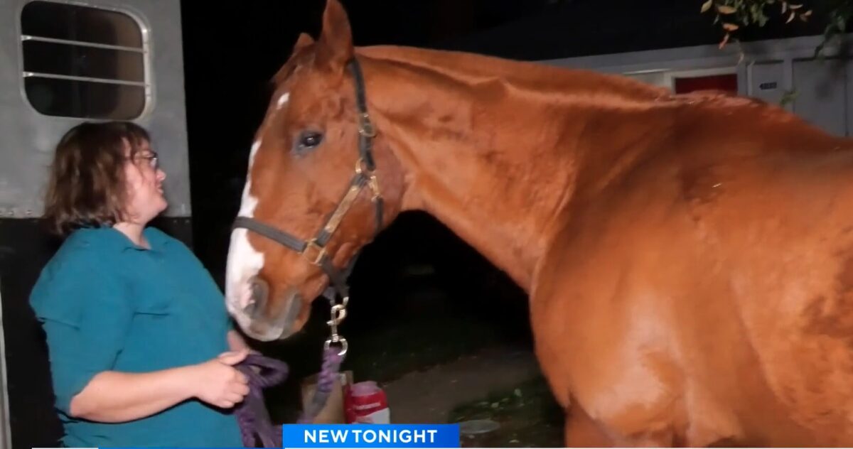 A birthday surprise brought a retired racehorse to an East Sacramento neighborhood