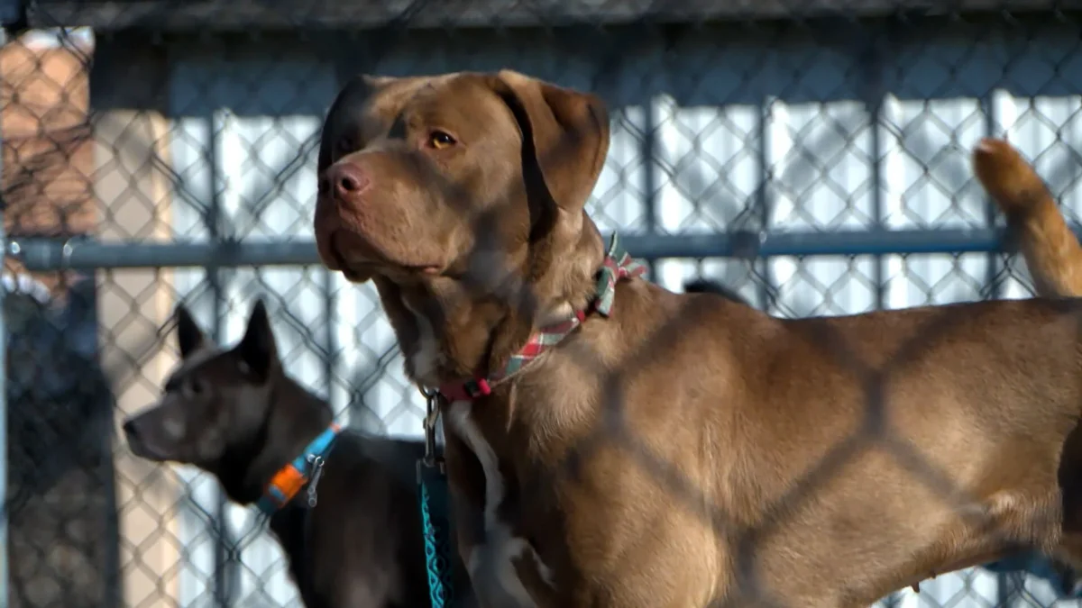 St. Joseph Animal Shelter adjusts hours
