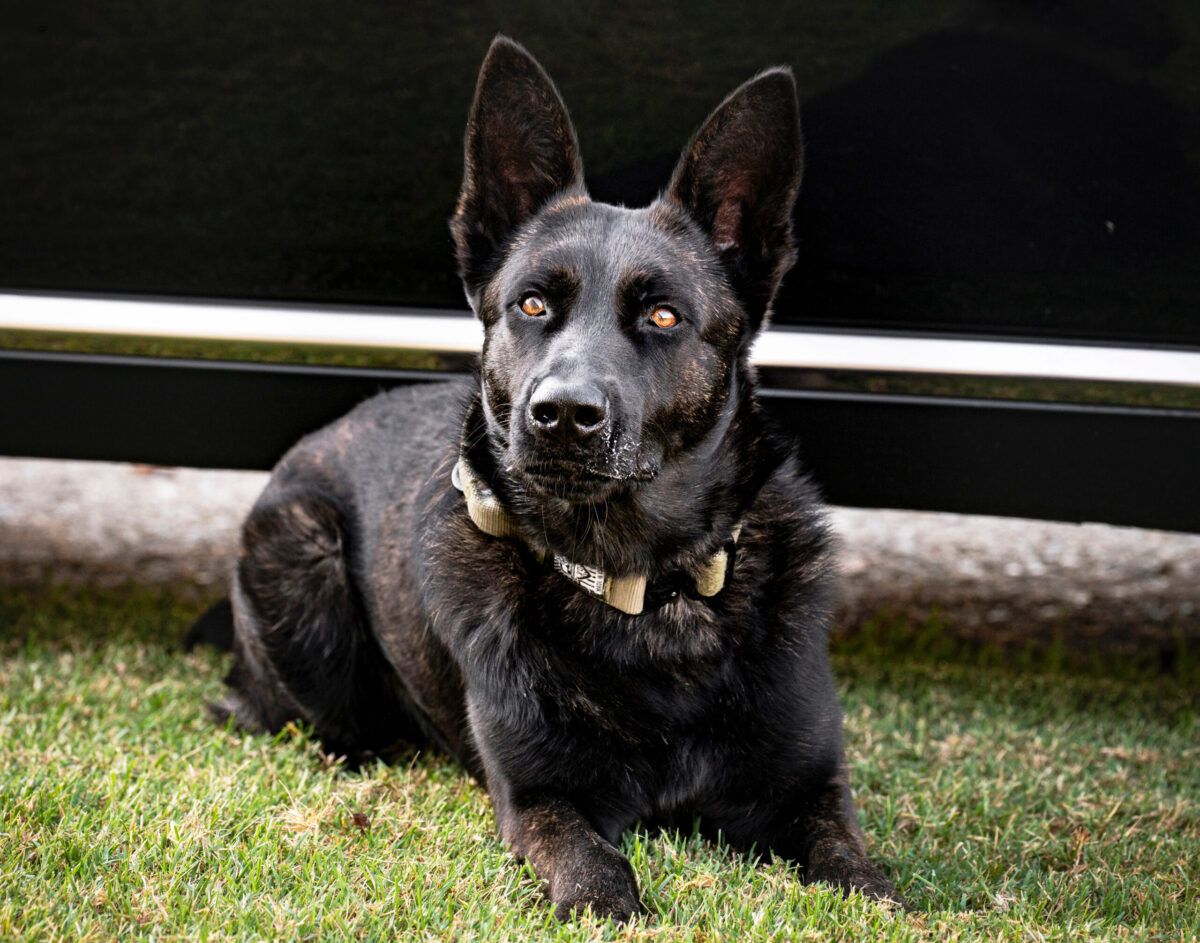 MSHP adds new K-9 to its staff