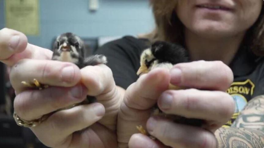 Officials say more than 100 animals were rescued from deplorable conditions at a home in Edison