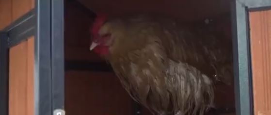 Special education teacher Alanna O'Donnell didn't have any farming experience when she came up with the idea that would transform her school community — chickens.