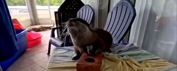 A Florida sheriff's office is diving into a new kind of innovation — literally. Meet Splash