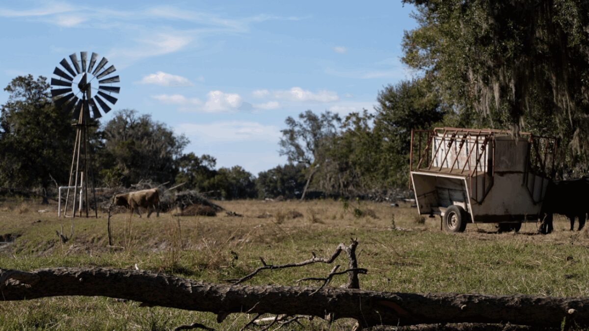 The DeSoto County Sheriff's Office arrested two men after a bizarre incident that ended with a dead cow. Deputies said two Charlotte County men walked onto a farm outside Arcadia and shot a cow in the head.