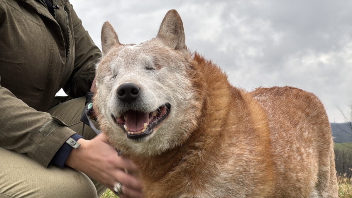 From herding and protecting livestock to handing out comfort