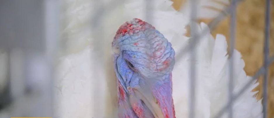 After receiving a Presidential pardon