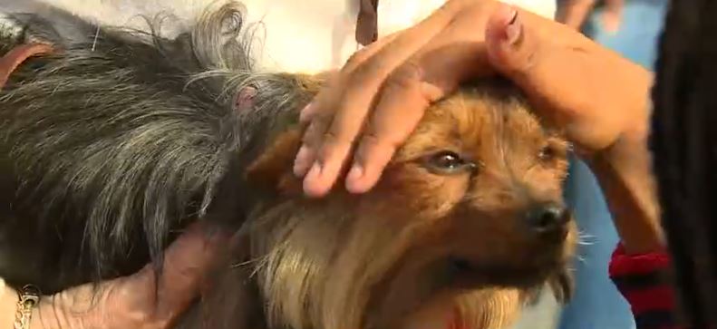 Bessemer City Middle School welcomed therapy dogs to campus on Friday