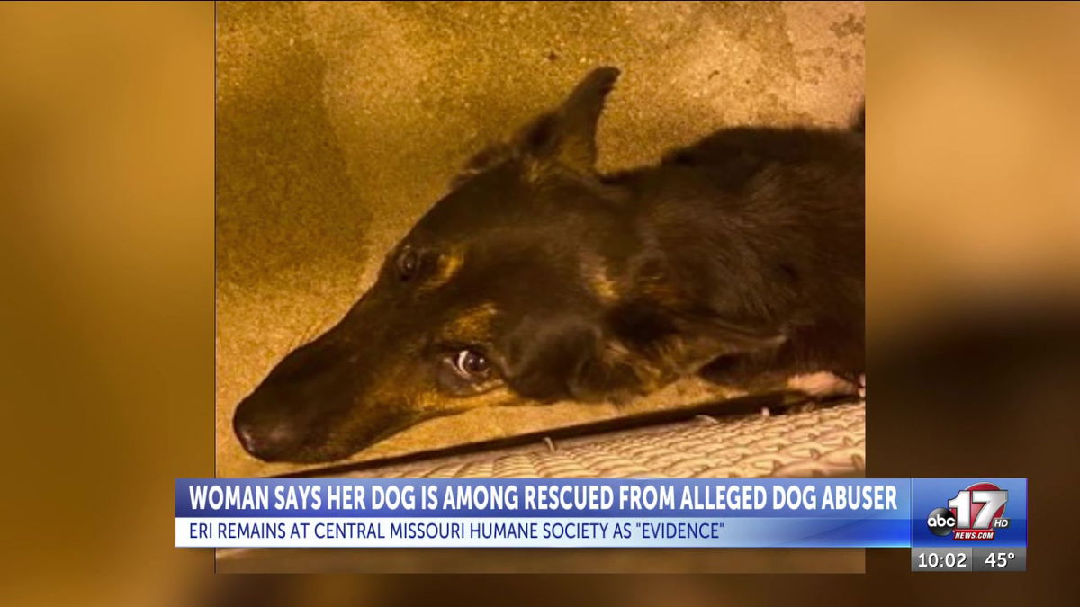 QUESTION OF THE DAY: Should Missouri have tougher regulations for dog breeders?