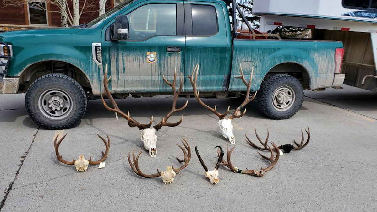 Idaho Falls man sentenced in multi-year Wyoming poaching spree