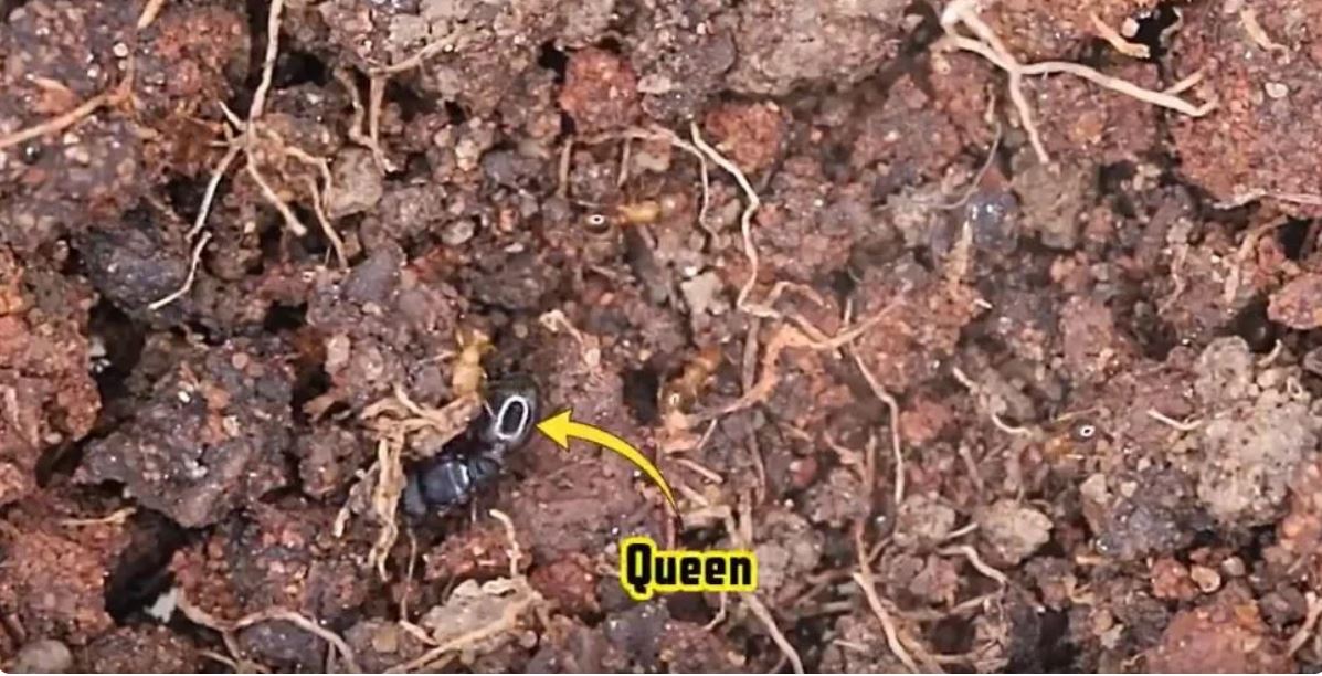 A colony of exotic pavement ants was found amid the root balls of two small Lebanon trees recently intercepted at Detroit Metro airport.
