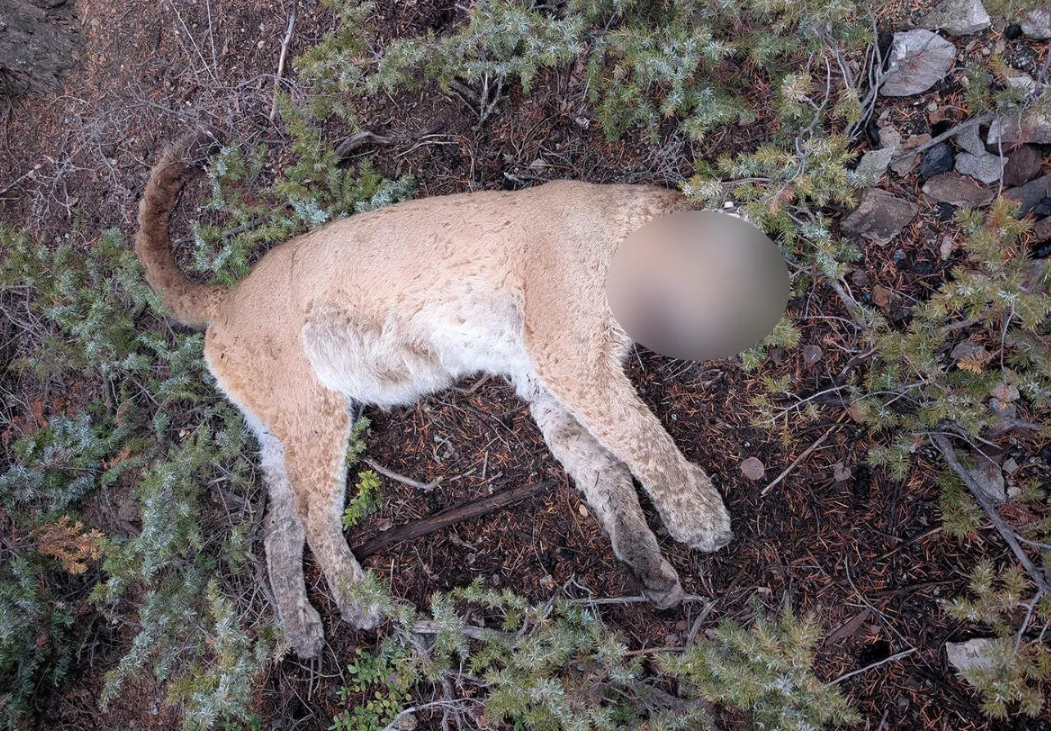 A female mountain lion with a bullet wound in her chest (blurred) was found on the ground in Taylor Canyon north of Gunnison.