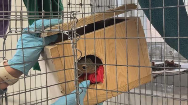 They've cared for more animals in 2025 than in any other year in their 43-year history.