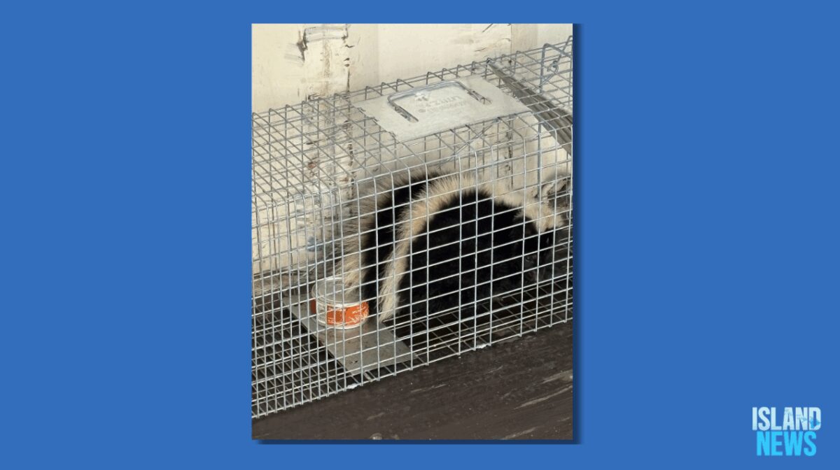 A live skunk was captured at Hilo Harbor last Friday