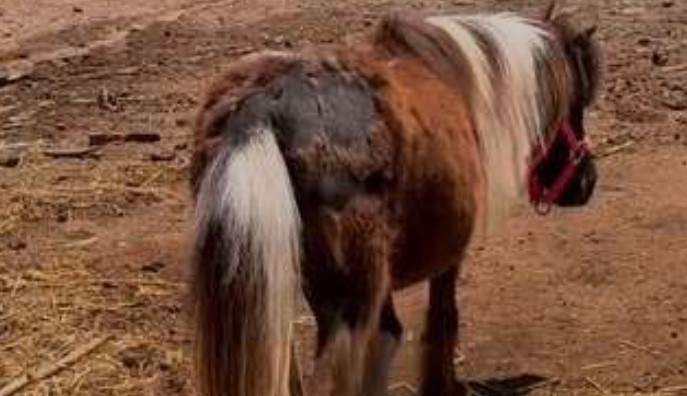 The Monterey County Sheriff’s Office announced that a miniature horse will be sworn in as an “Honorary Community Ambassador.”