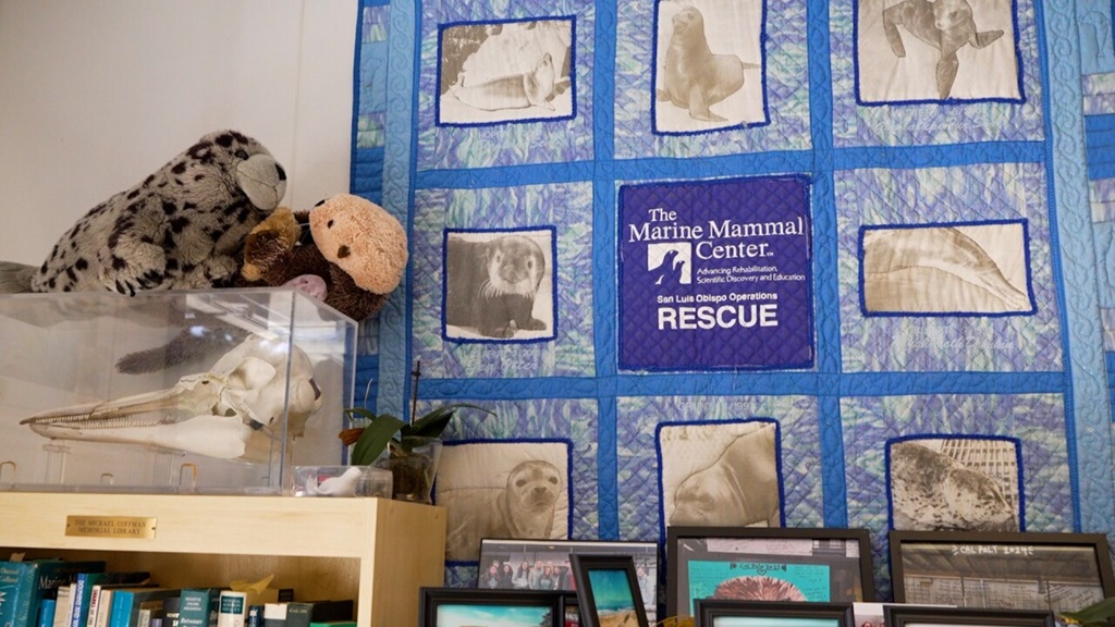 A sea otter pup was reunited with its mom in Morro Bay and the heartwarming video has caught the attention of many people on social media.