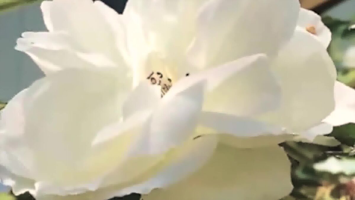 Santa Barbara Turns Holiday Tables into Life-Saving Conversations