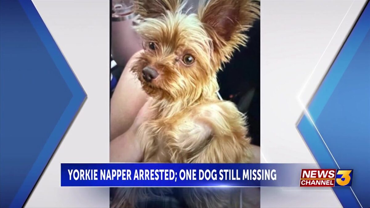 One suspect arrested