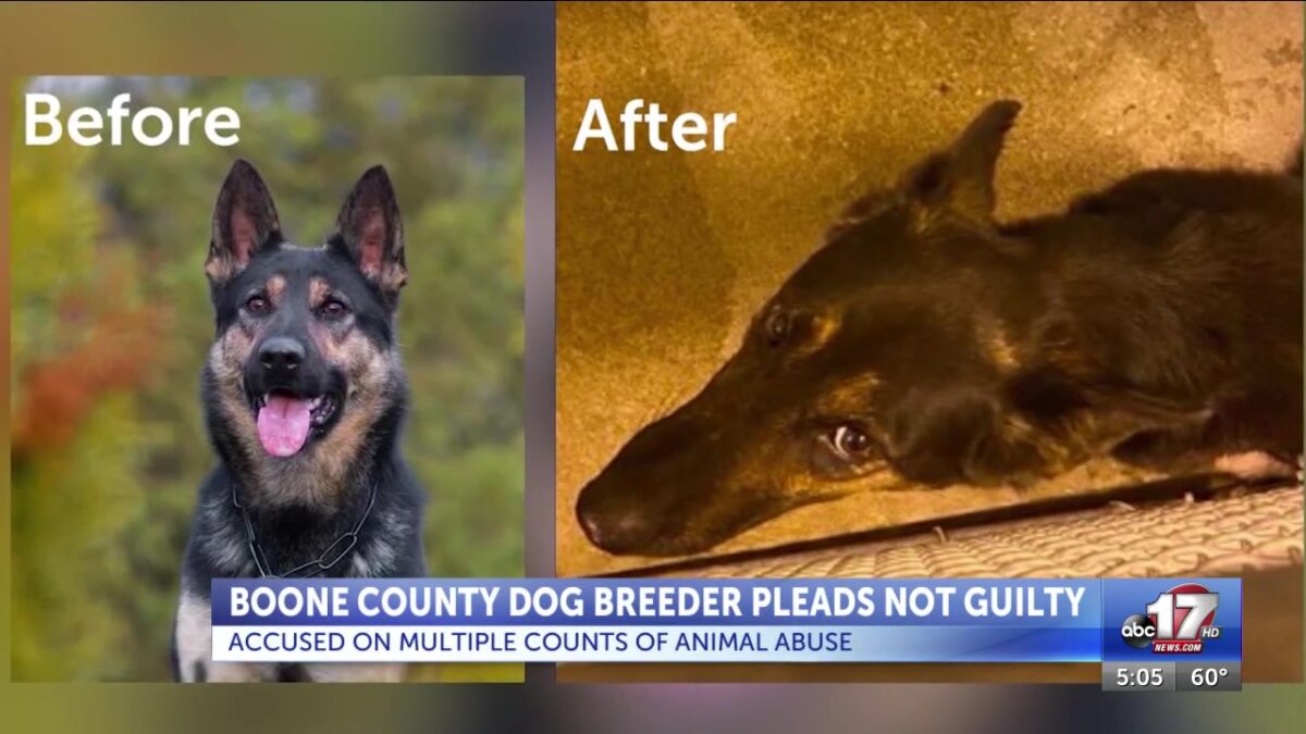 Boone County dog breeder charged with animal abuse pleads not guilty