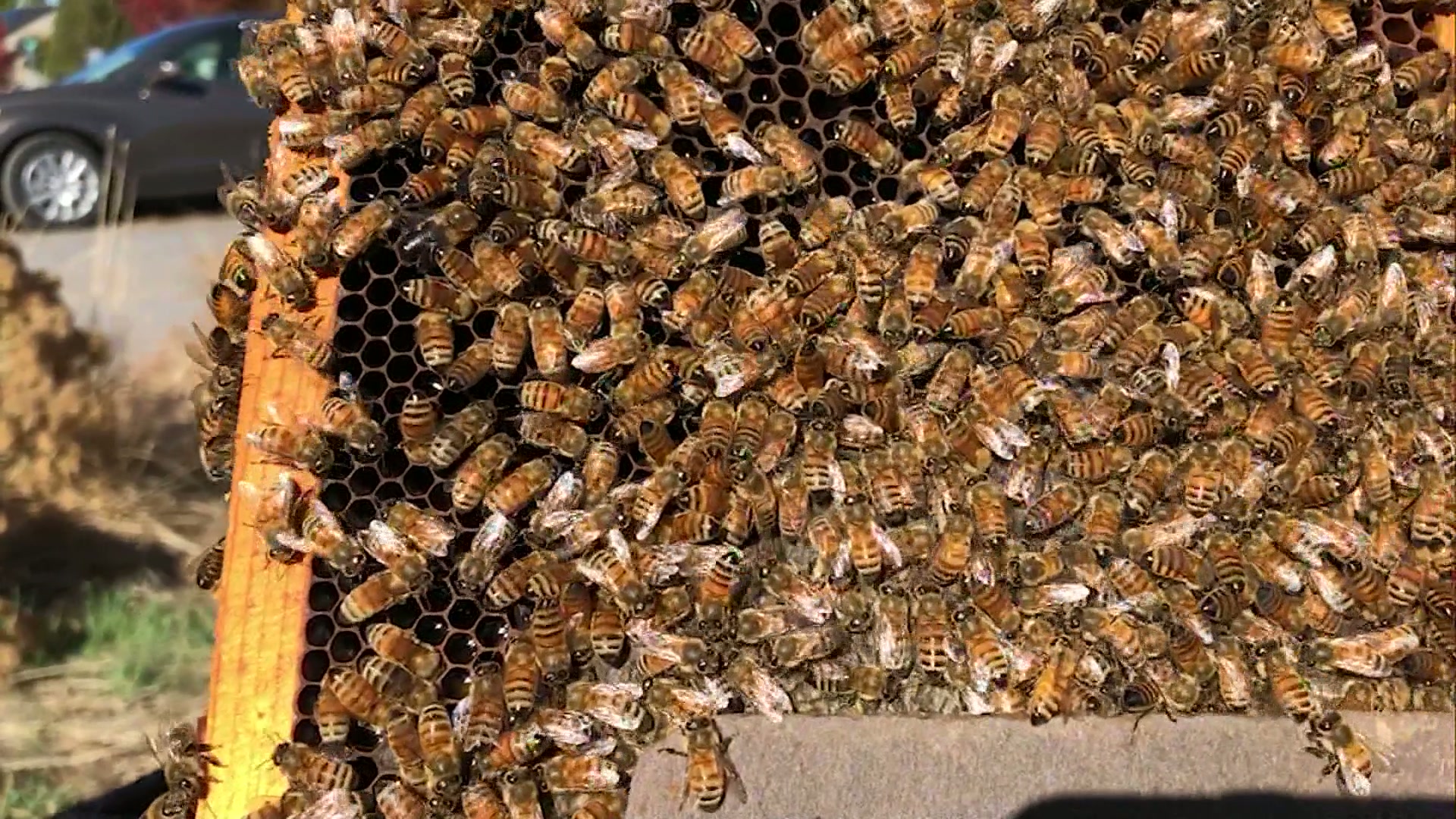 Shifting Seasons: How a warming climate is throwing honey bees out of sync
