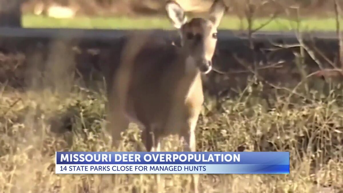 Missouri Department of Conservation explains importance of managed deer hunts