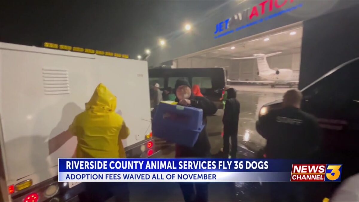 Riverside County Department of Animal Services flies 36 dogs to east coast