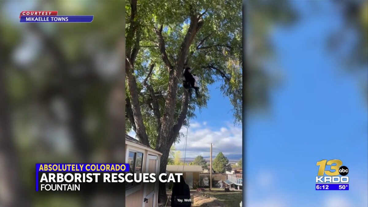 ABSOLUTELY COLORADO: Fountain arborist comes to the rescue of cat stuck in tree