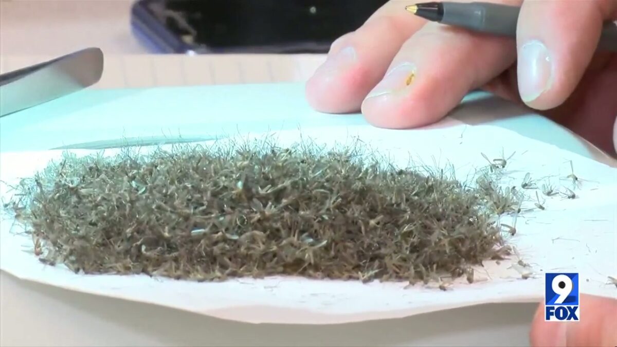 Mosquito-borne illness detected in Yuma