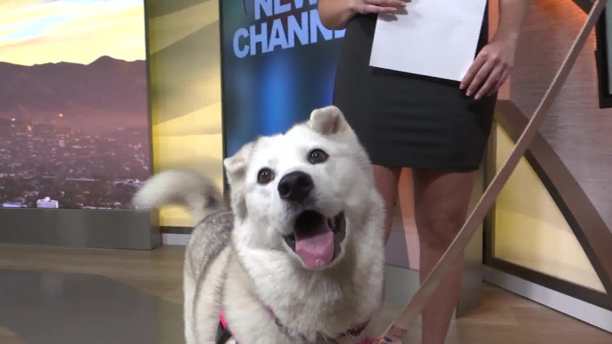 SB Humane Returns to Your Morning News Live with Maya!