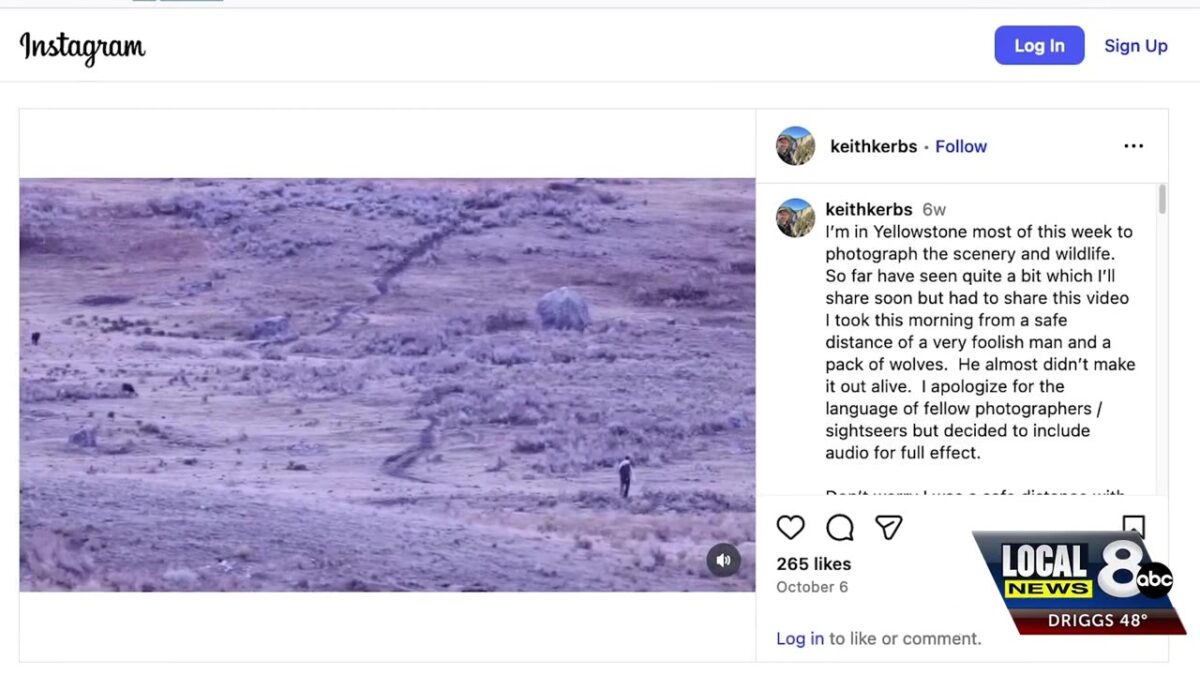 Viral video captures man’s “dangerous” and “reckless” encounter with Yellowstone wolf pack