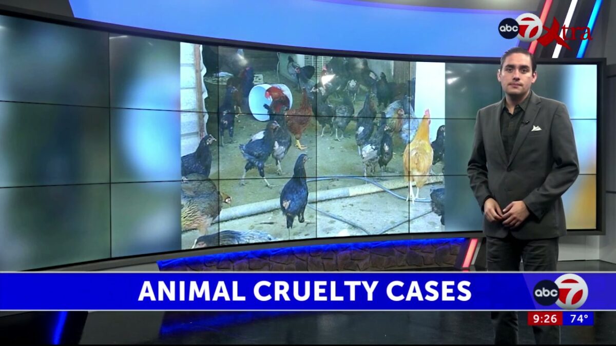 City of Juárez battles hundreds of animal cruelty cases