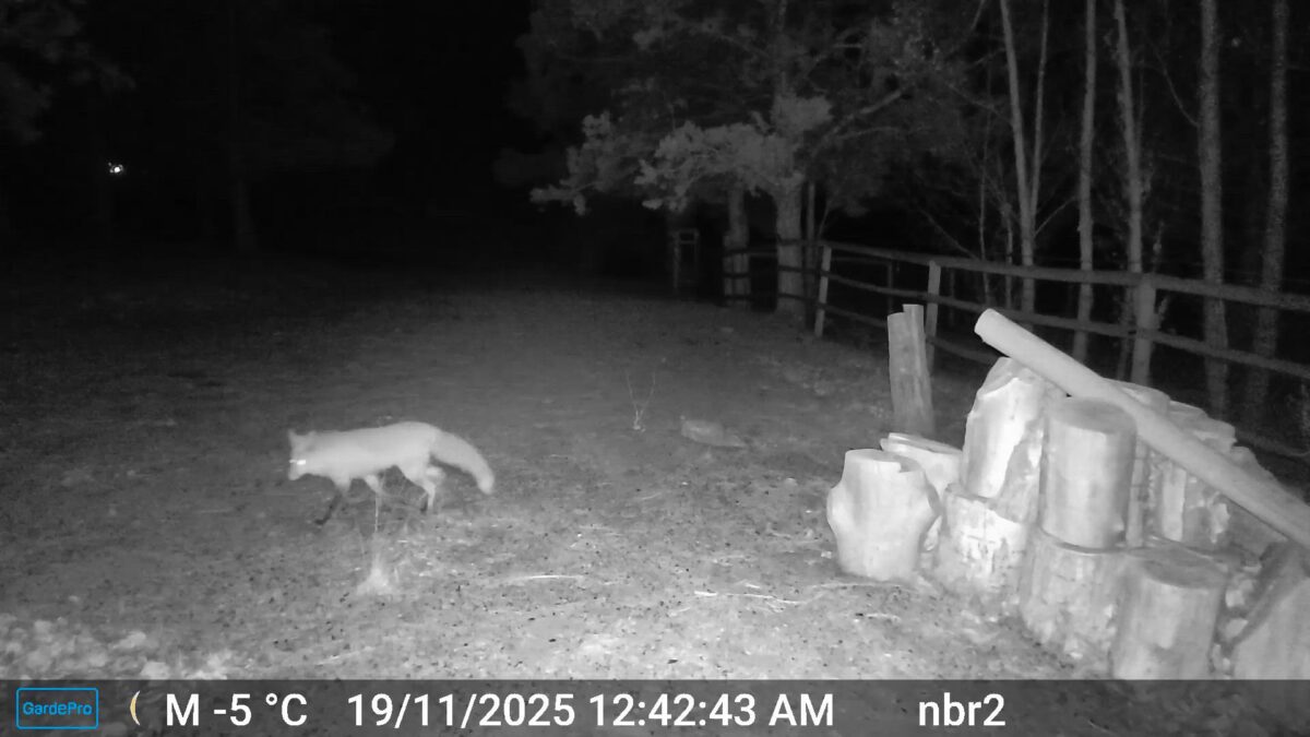 ‘Member of fox community’ pays his regular visit to a yard on Bend’s Eastside