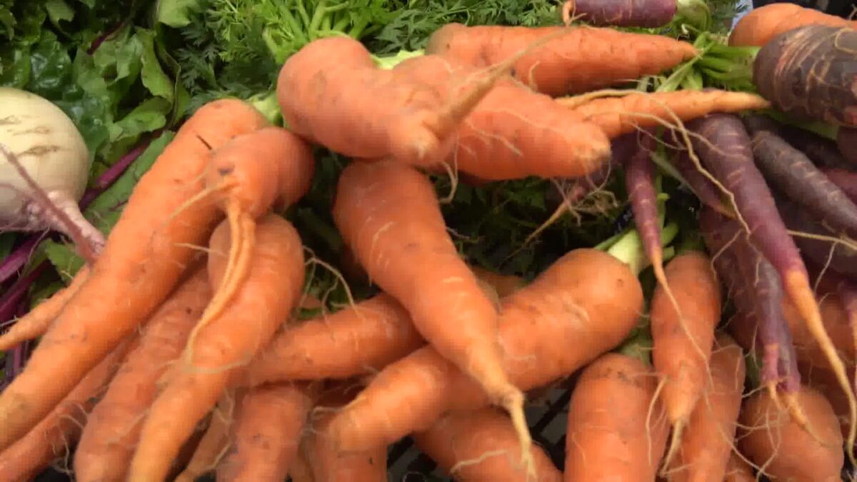 Farmers Rebound from Heavy Rain