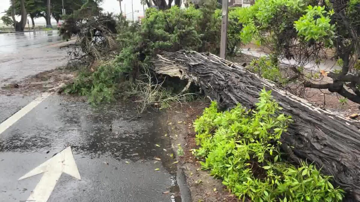 Rarely Seen November Rain Turns Streets into Rivers; Brings Down Trees in Several Areas