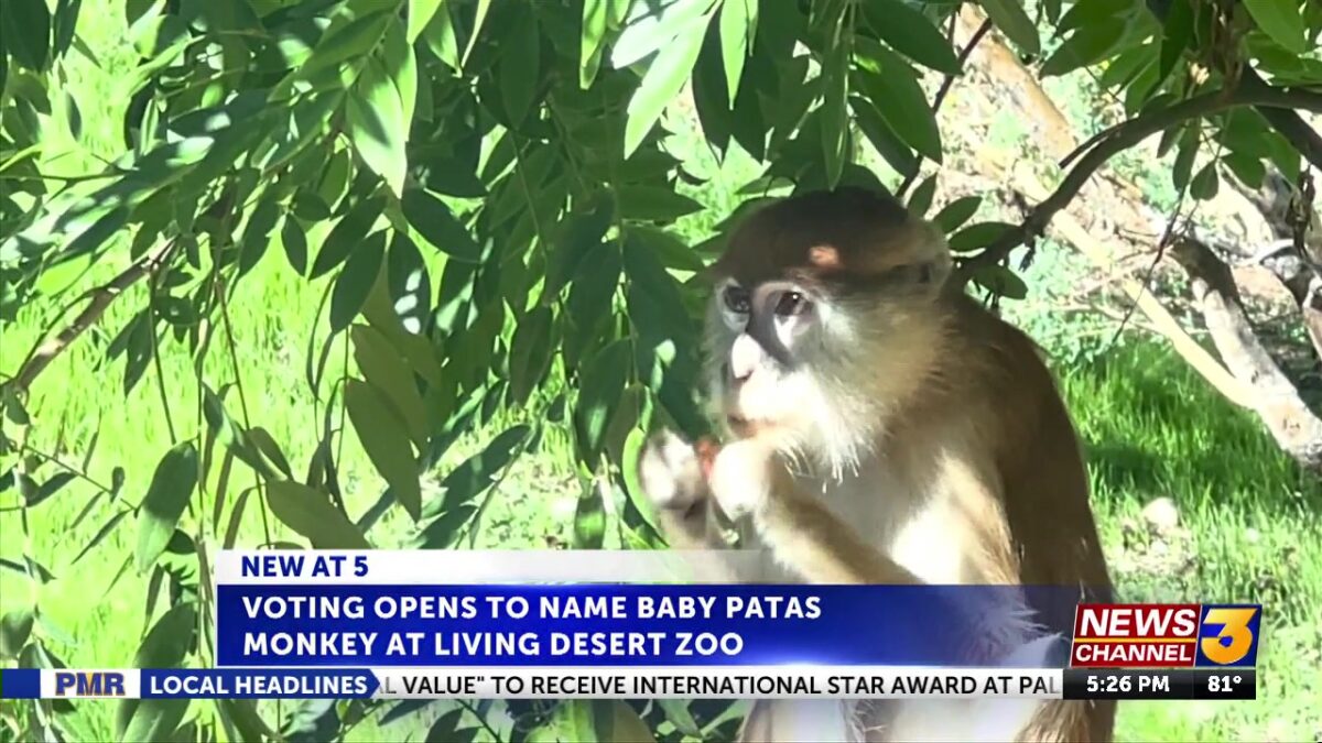Voting opens to name baby patas monkey at Living Desert