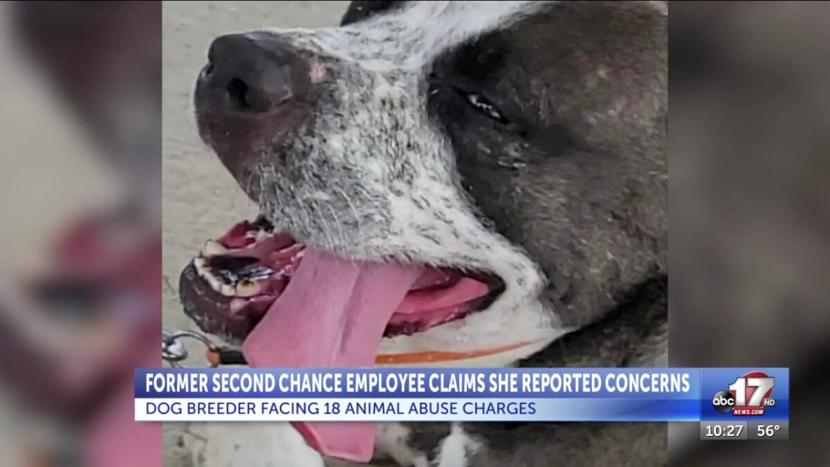 Former Columbia Second Chance employee claims she raised concerns about dog breeder