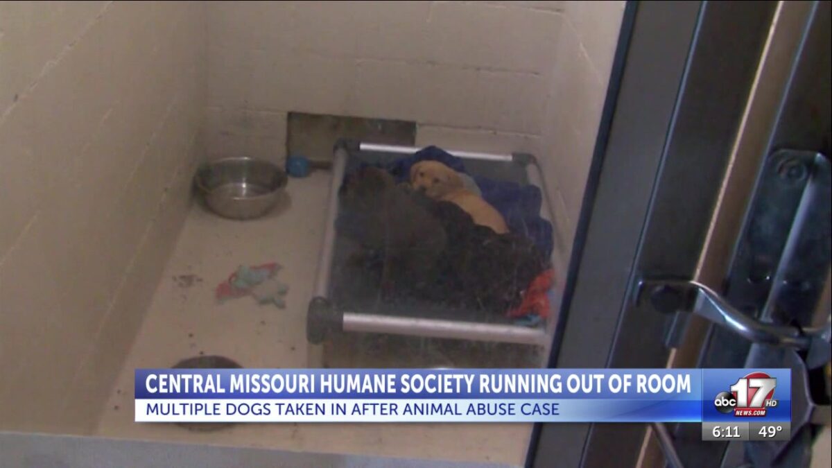 Influx of dogs from breeder abuse case puts CMHS at capacity