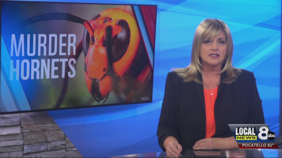 Idaho Falls Native and son die in ‘Murder Hornet’ attack while zip-lining in Southeast Asia