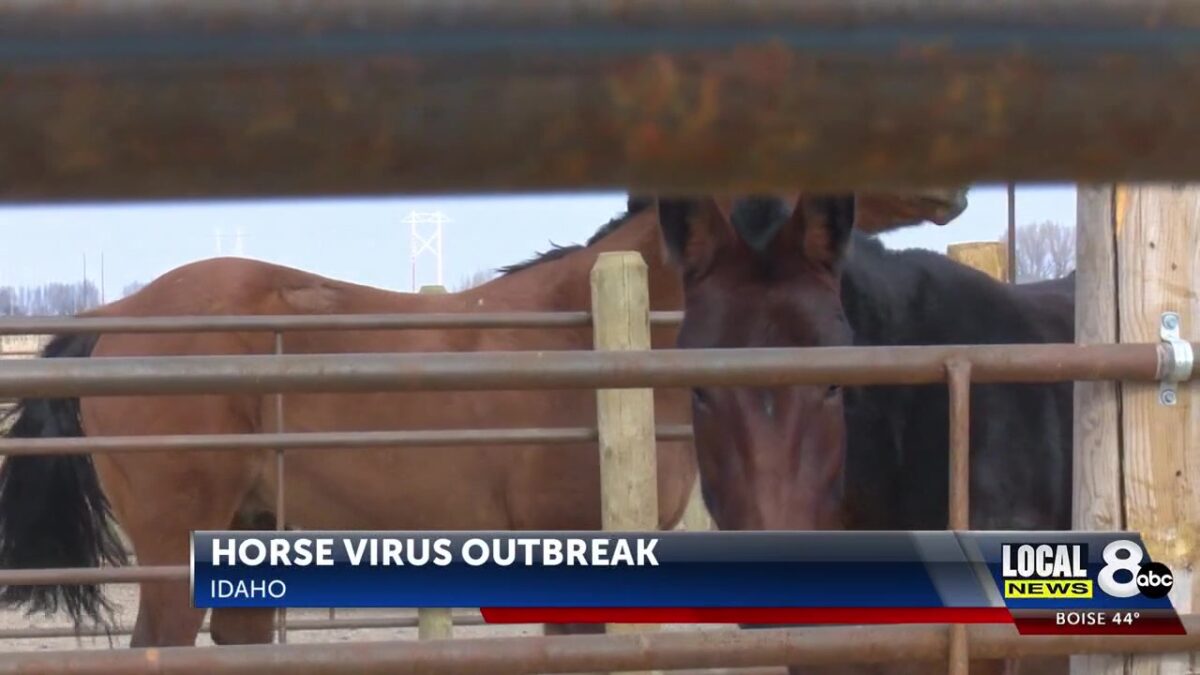 Contagious horse virus prompts ISDA to recommend stopping all equine movement