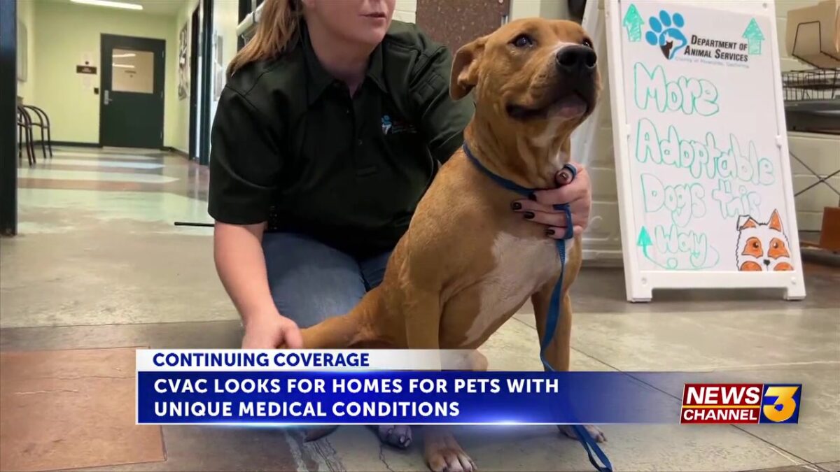 Coachella Valley Animal Campus looks for homes